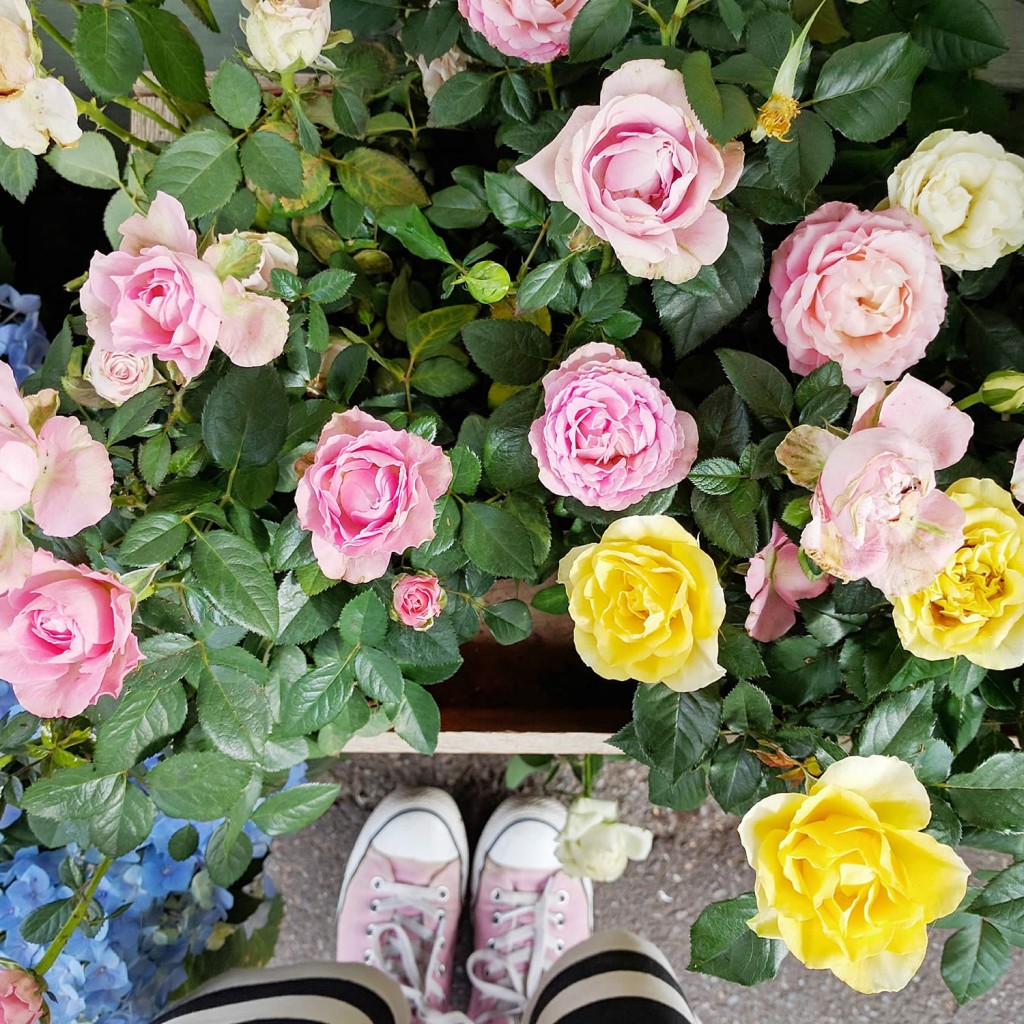 roses-at-daisies