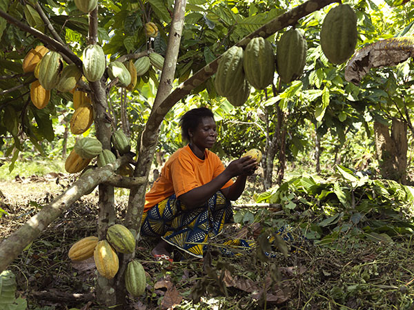 Fairtrade Cocoa Story in the Ivory Coast.