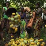Collecting cocoa pods at harvest by Peter Caton