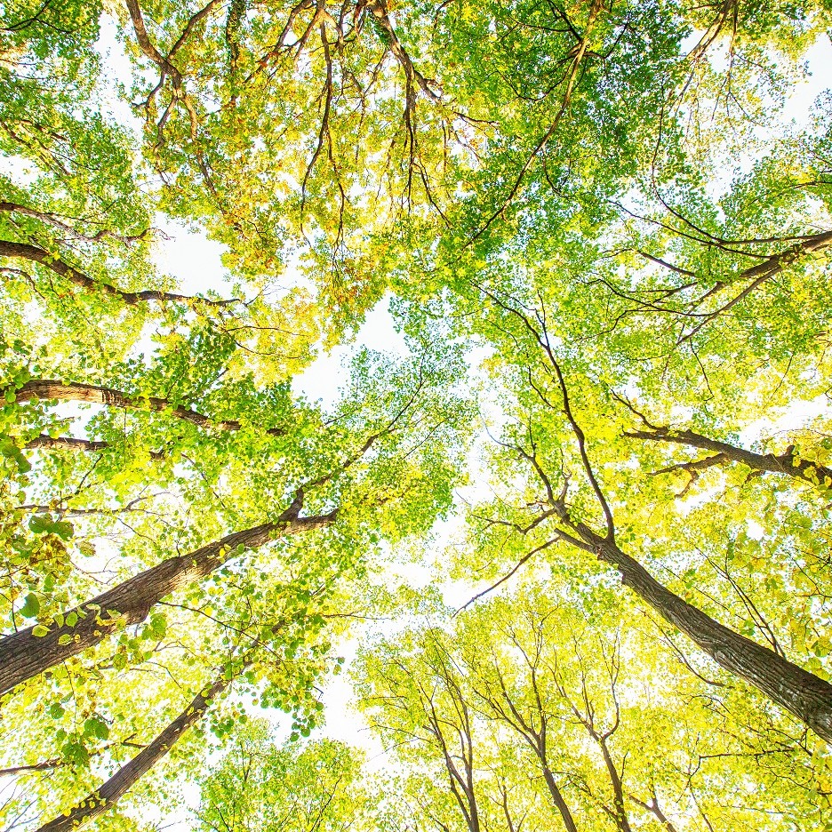 Stock Trees Nature Wellbeing