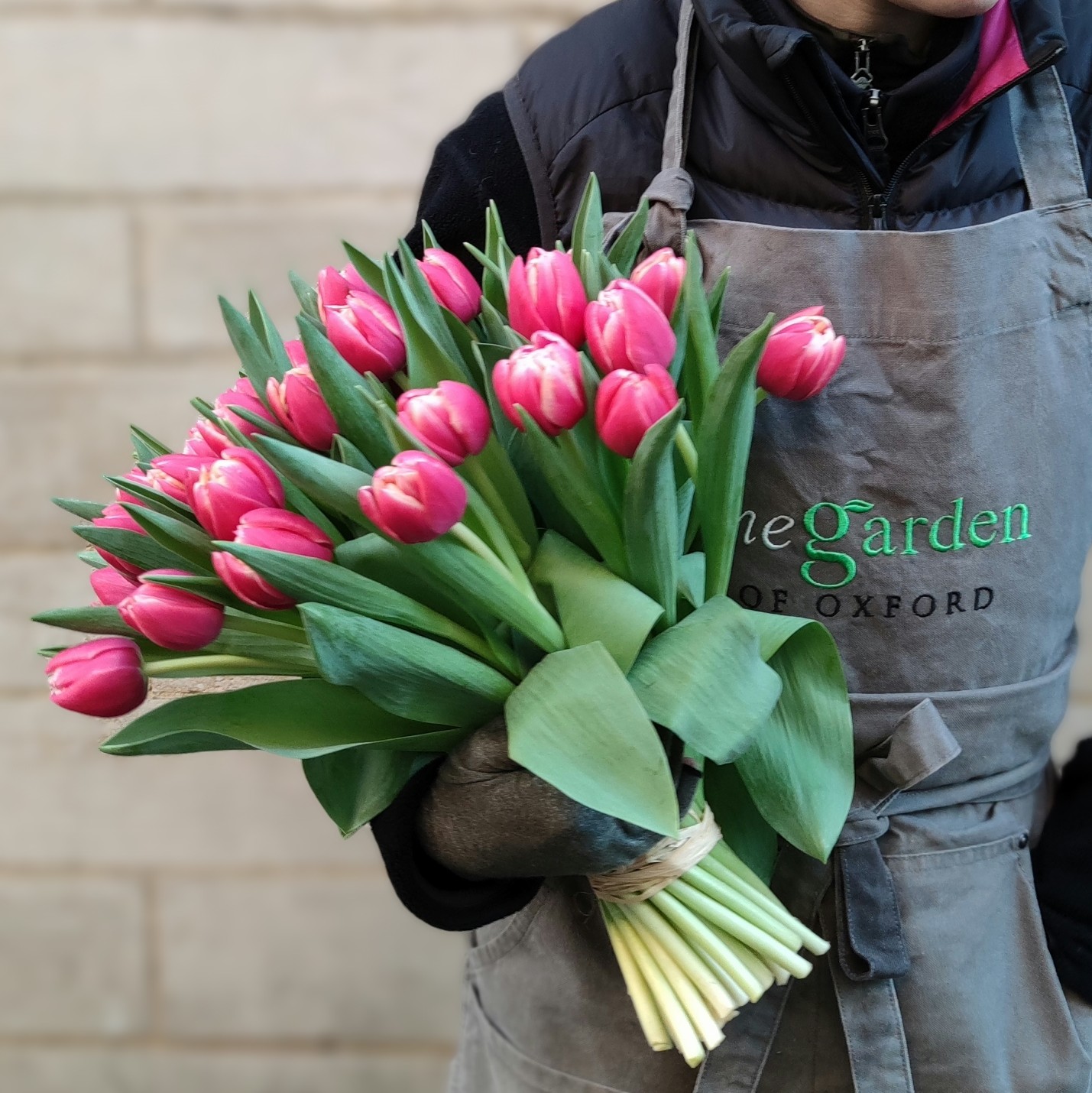 The Garden of Oxford pink tulips