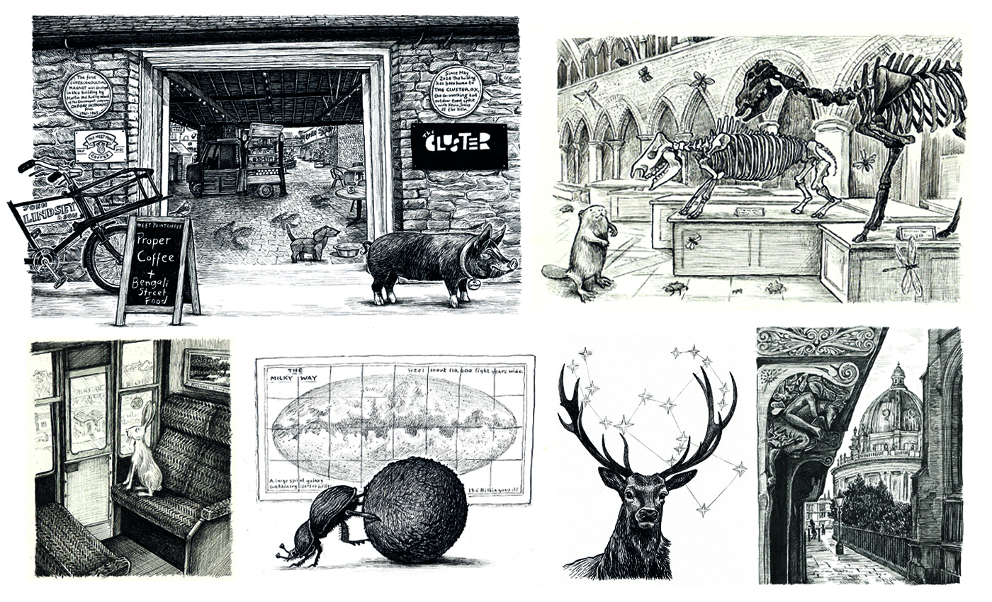 lorraine-berkshire-roe-illustration